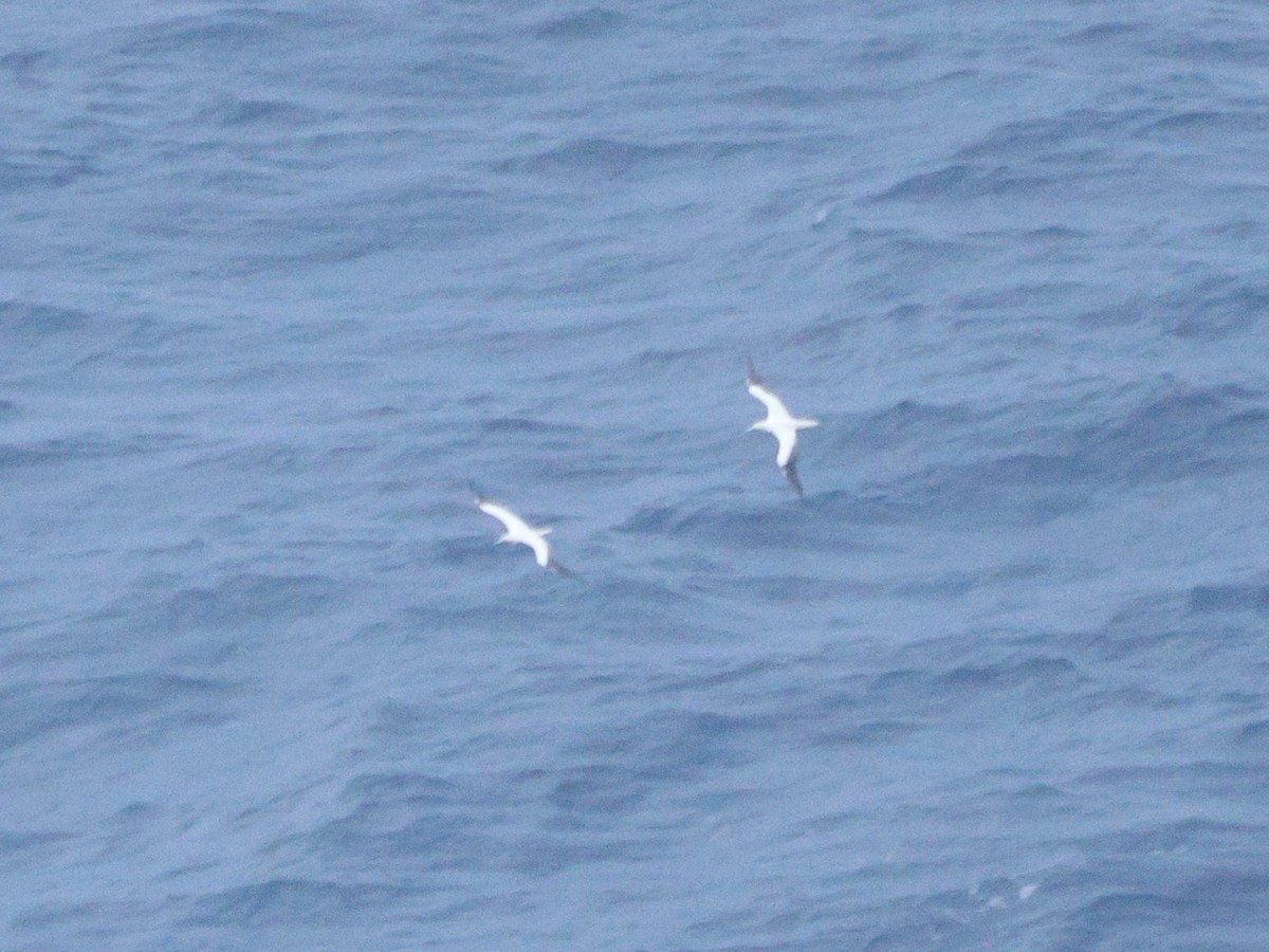 Fou à pieds rouges - ML647012716