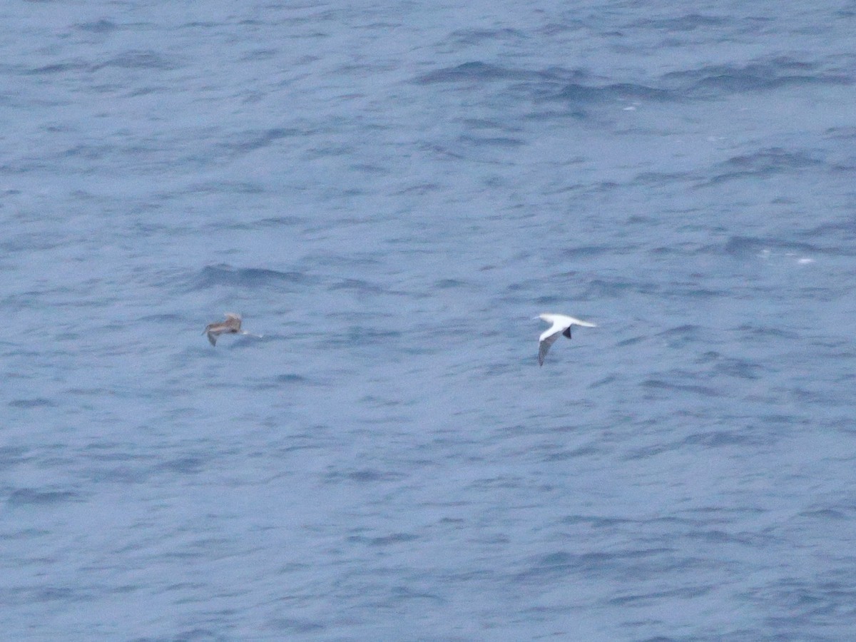 Fou à pieds rouges - ML647012717