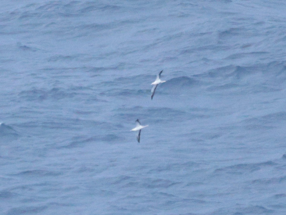 Fou à pieds rouges - ML647012718