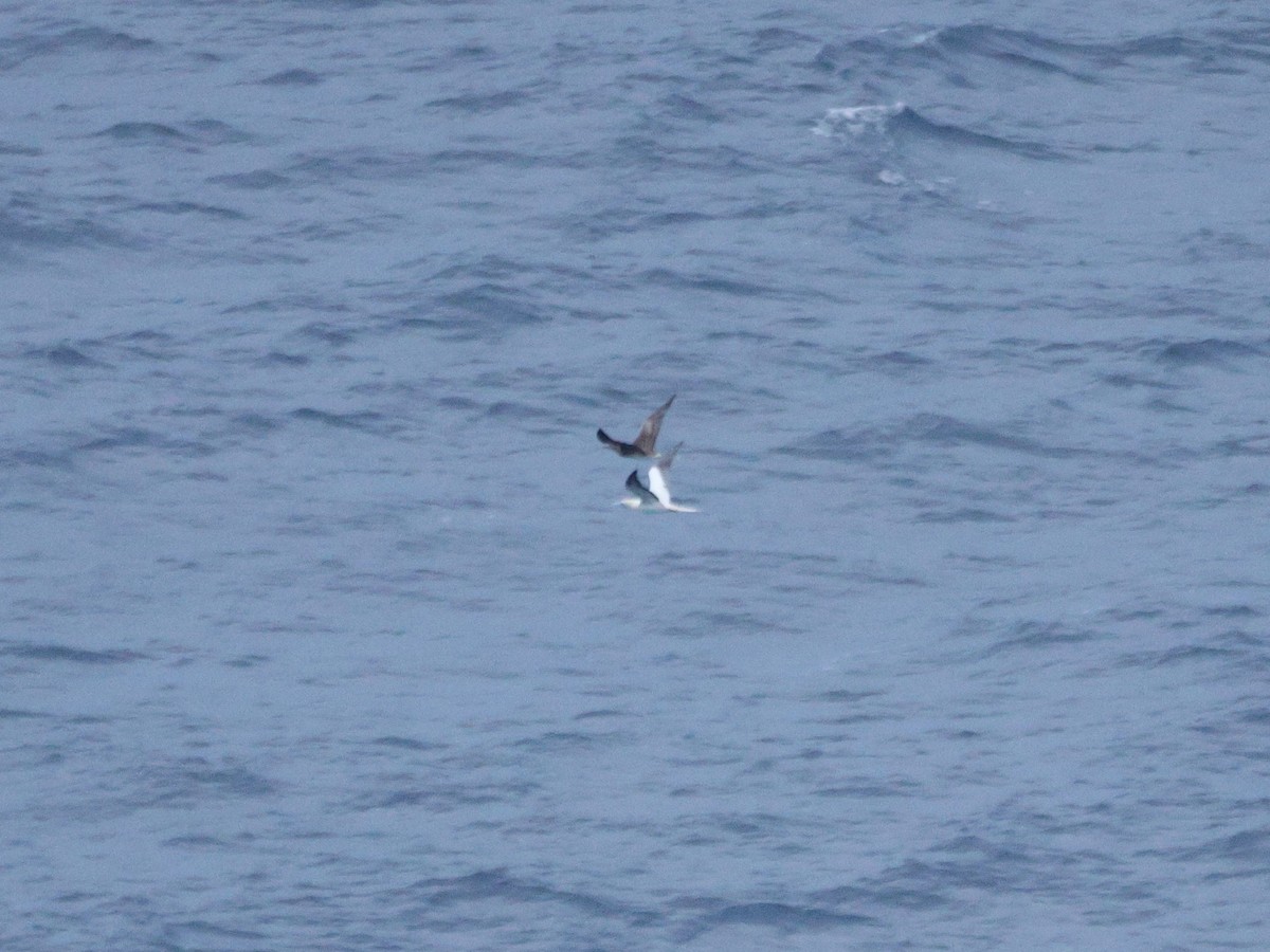 Fou à pieds rouges - ML647012719