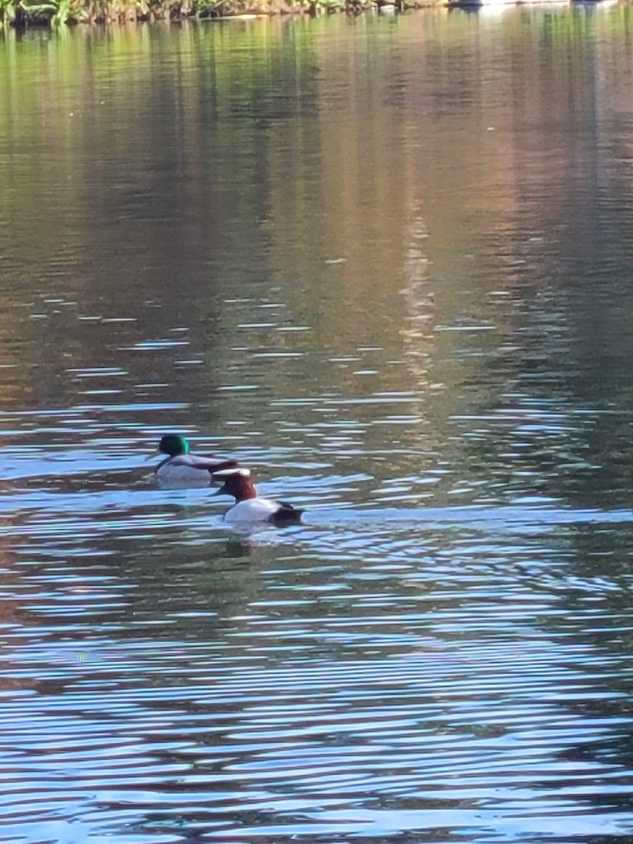 Murgilari bizkarzuria - ML647012727