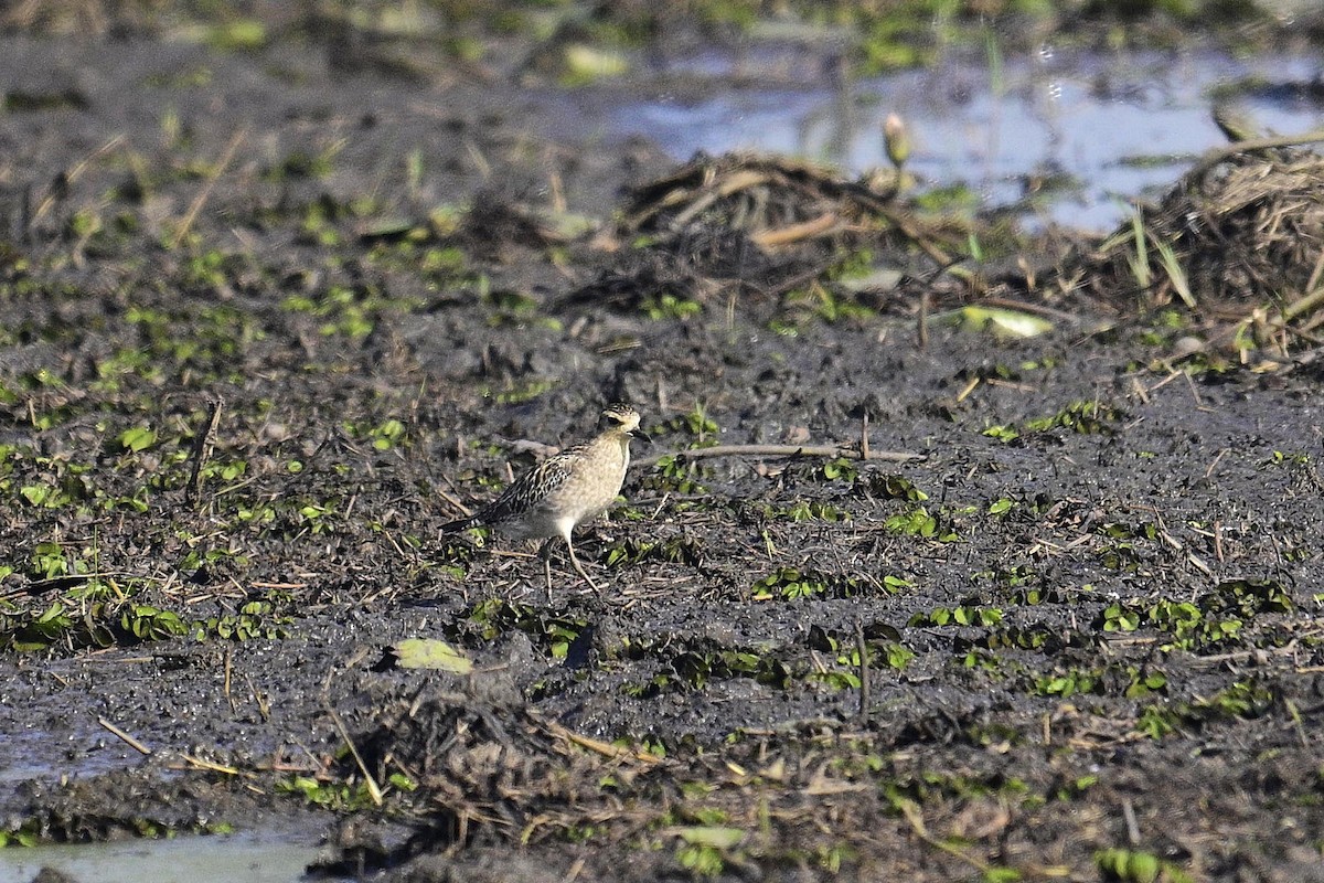 Pacific Golden-Plover - ML647012738