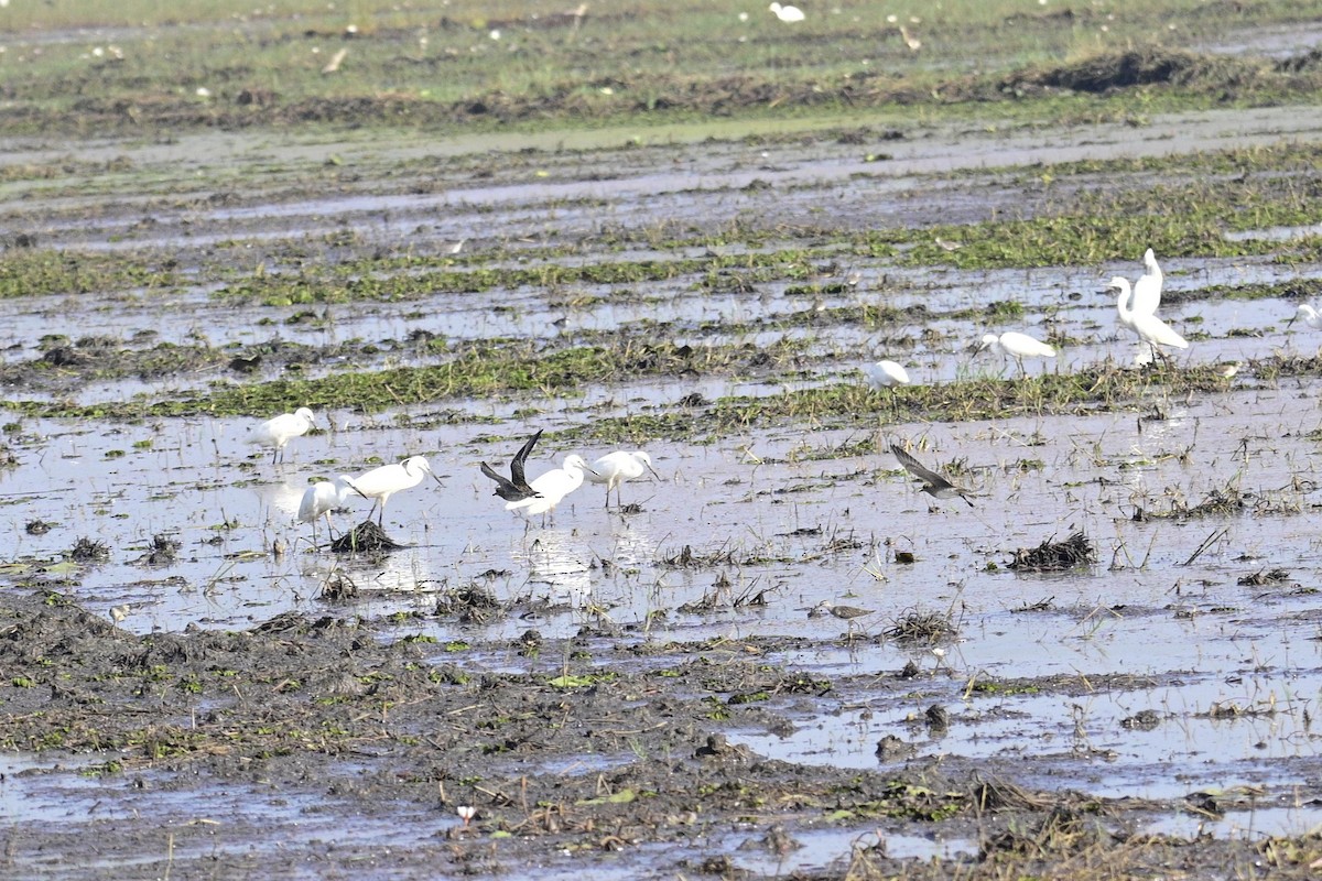 Pacific Golden-Plover - ML647012739