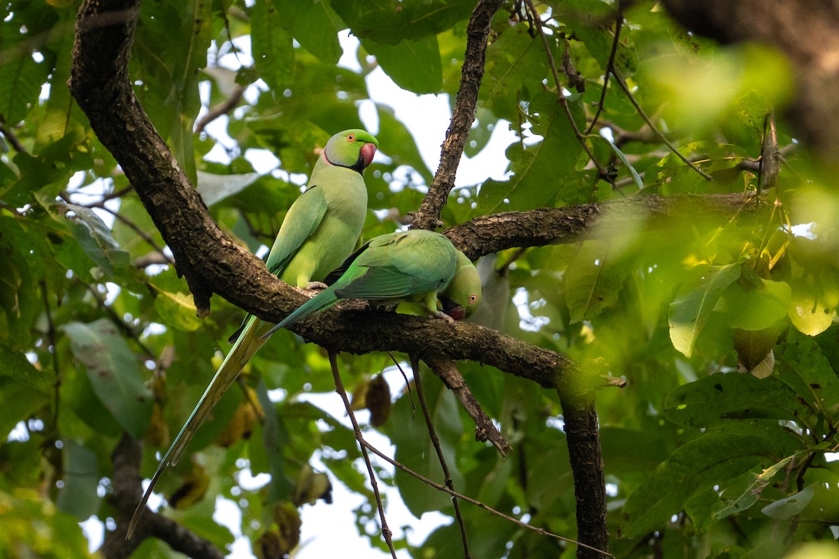 Parrocchetto dal collare - ML647012740