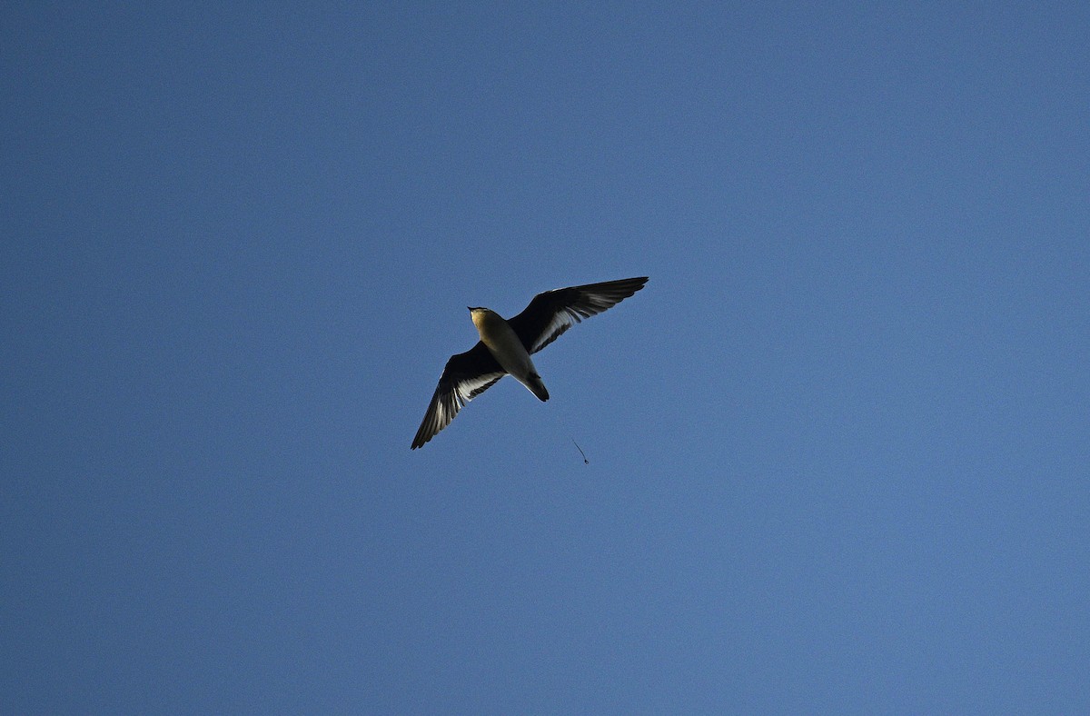 Small Pratincole - ML647012746