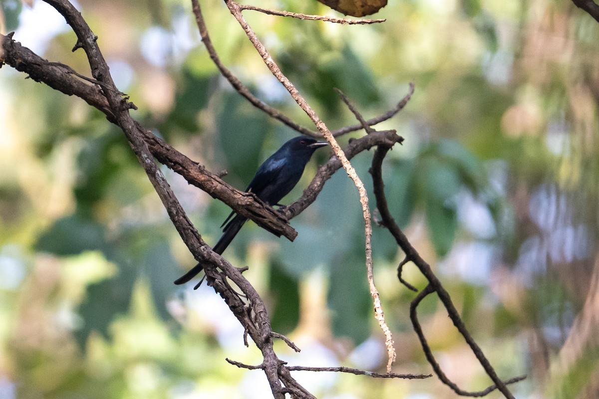 Ashy Drongo - ML647012747