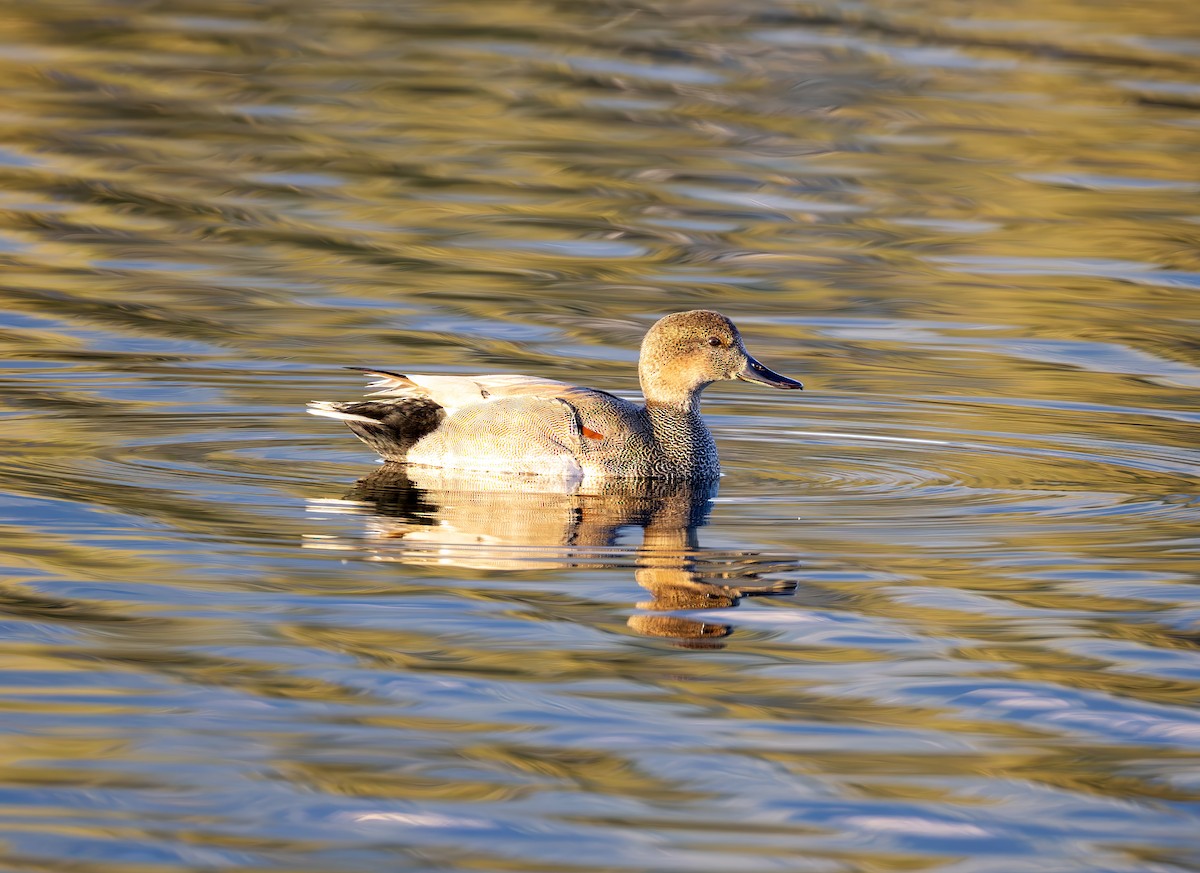 Gadwall - ML647012749