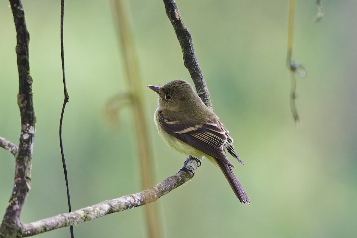 Acadian Flycatcher - ML647012750
