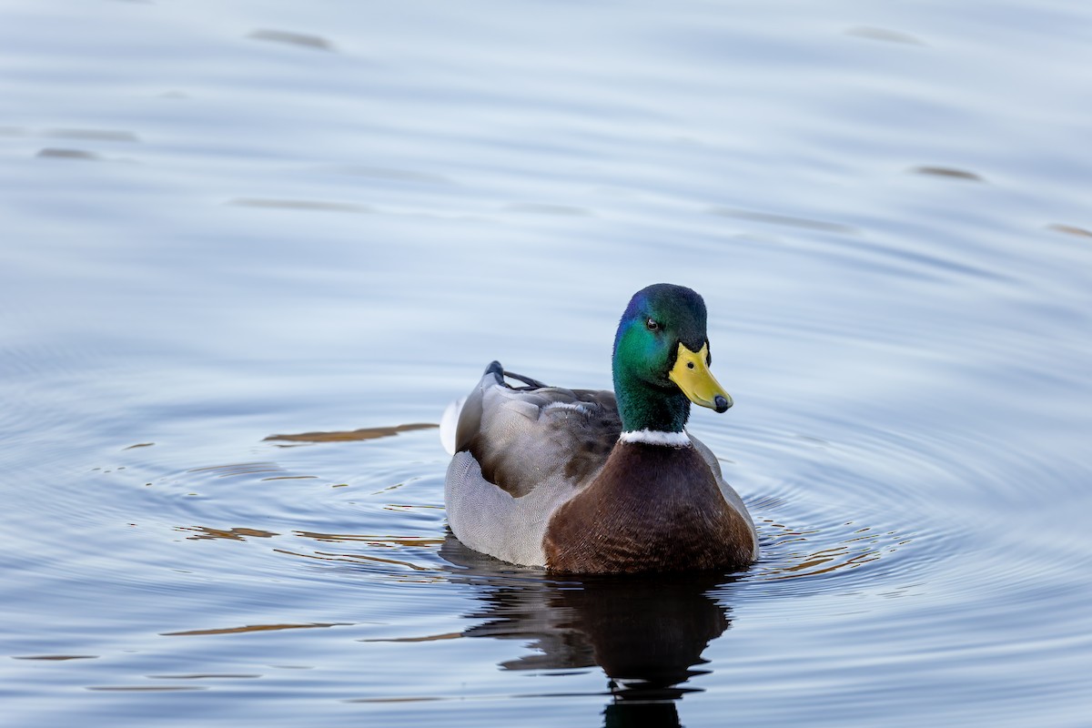 Mallard - ML647012752