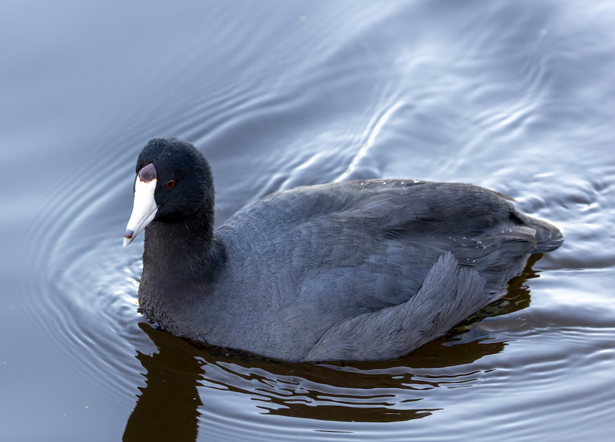 American Coot - ML647012761