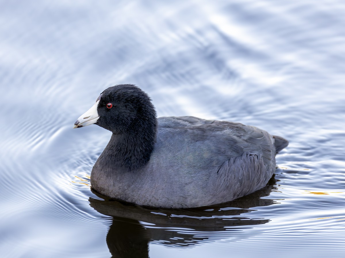 American Coot - ML647012762