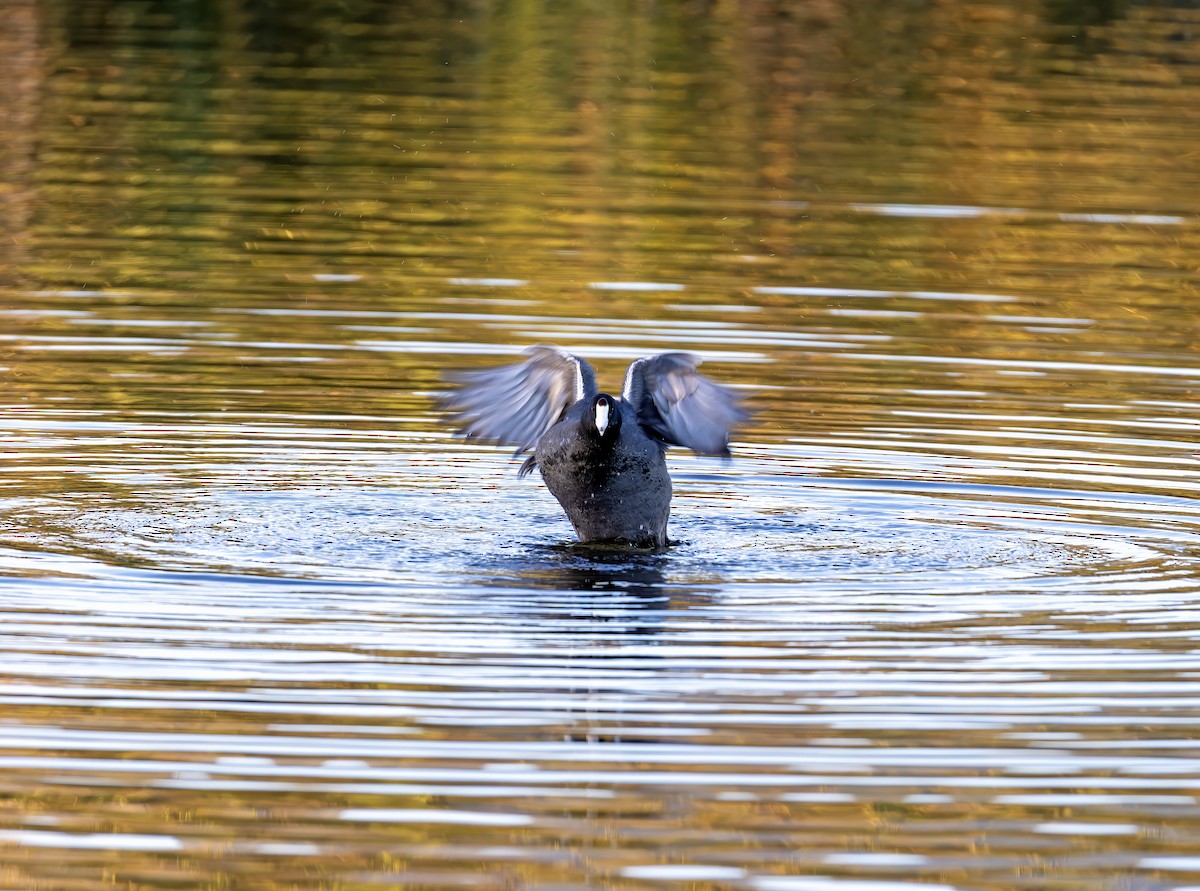 American Coot - ML647012775