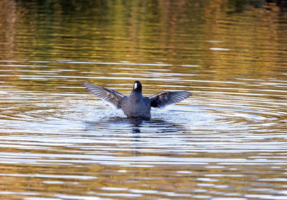 American Coot - ML647012776