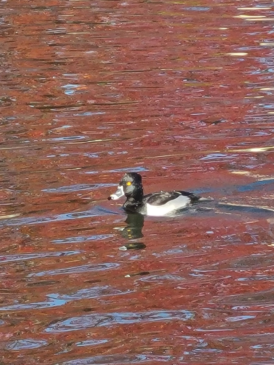 環頸潛鴨 - ML647012777