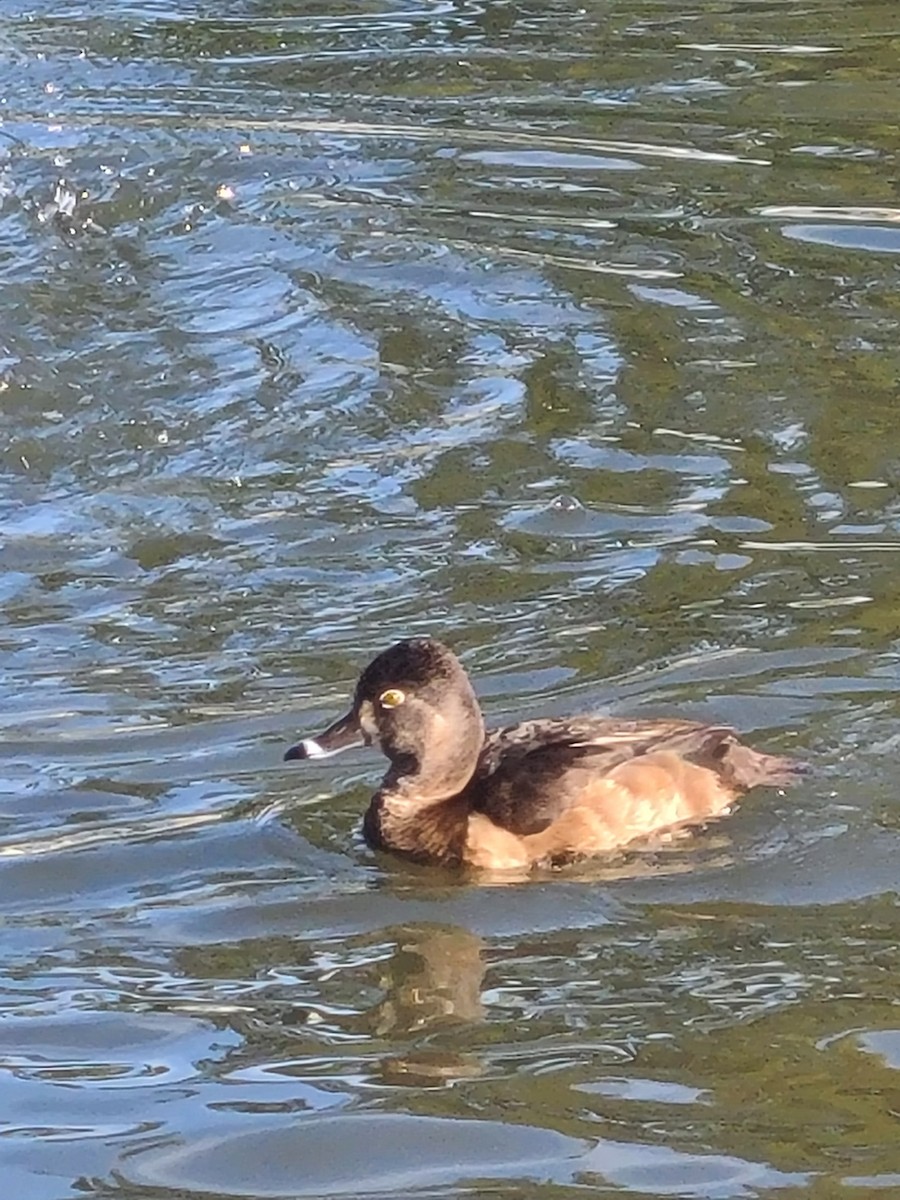 環頸潛鴨 - ML647012778