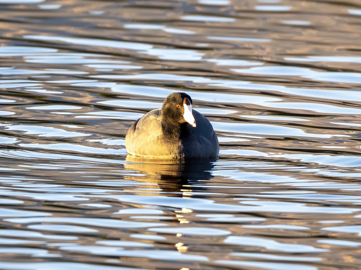 American Coot - ML647012780