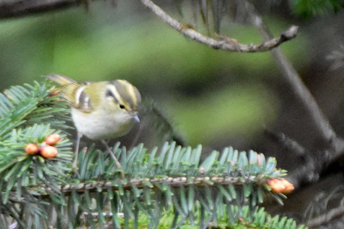 Lemon-rumped Warbler - ML647012782