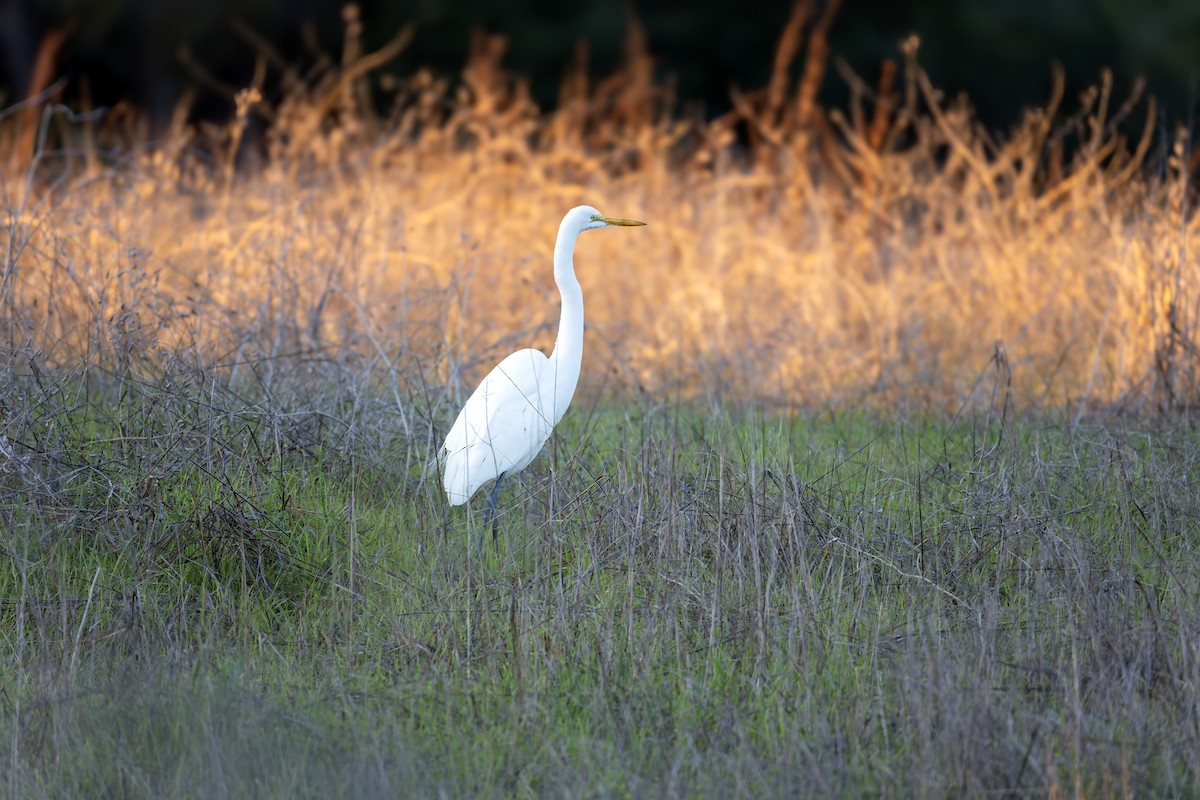 Great Egret - ML647012789