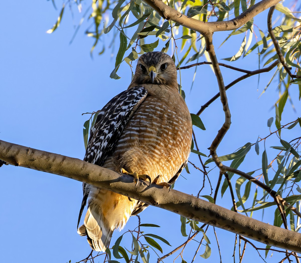 Red-shouldered Hawk - ML647012790