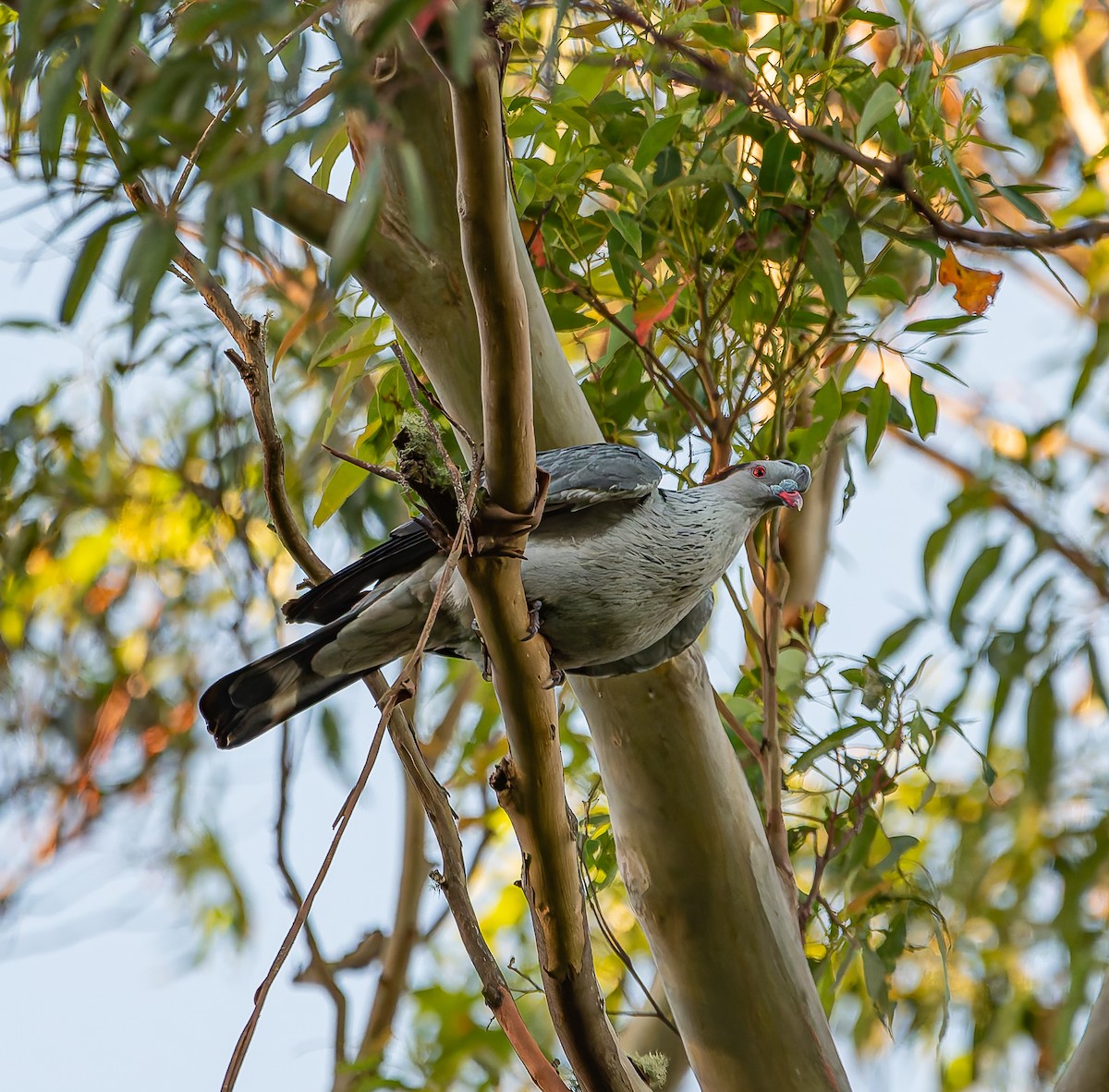 Topknot Pigeon - ML647012794