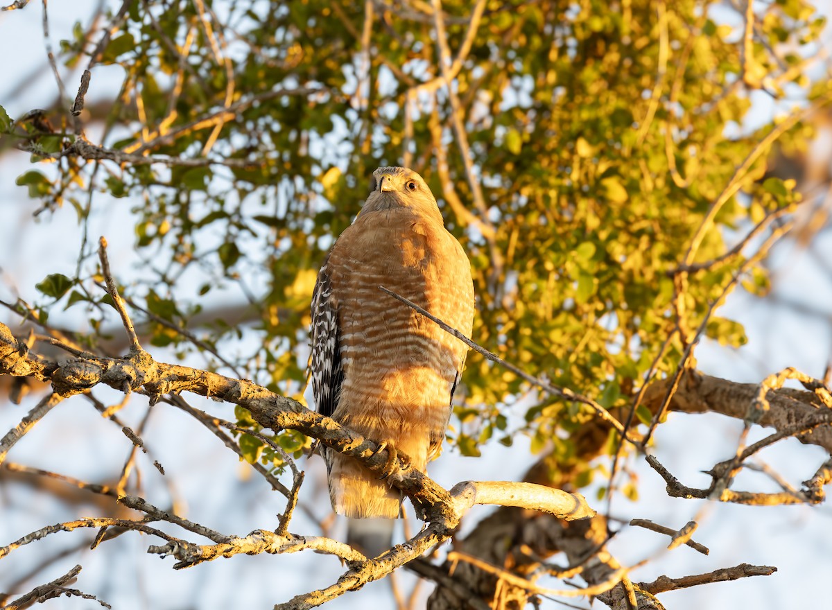 Red-shouldered Hawk - ML647012796