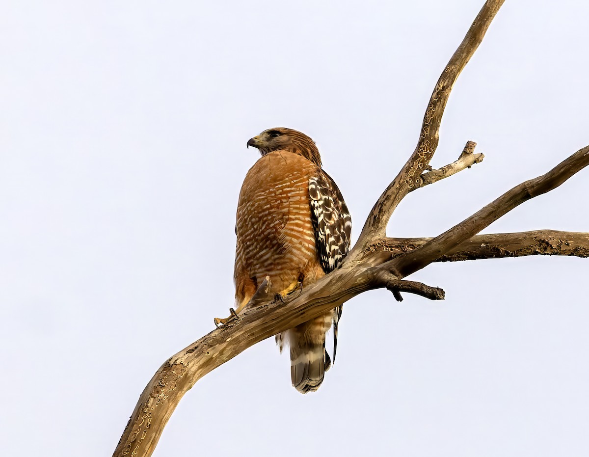 Red-shouldered Hawk - ML647012797