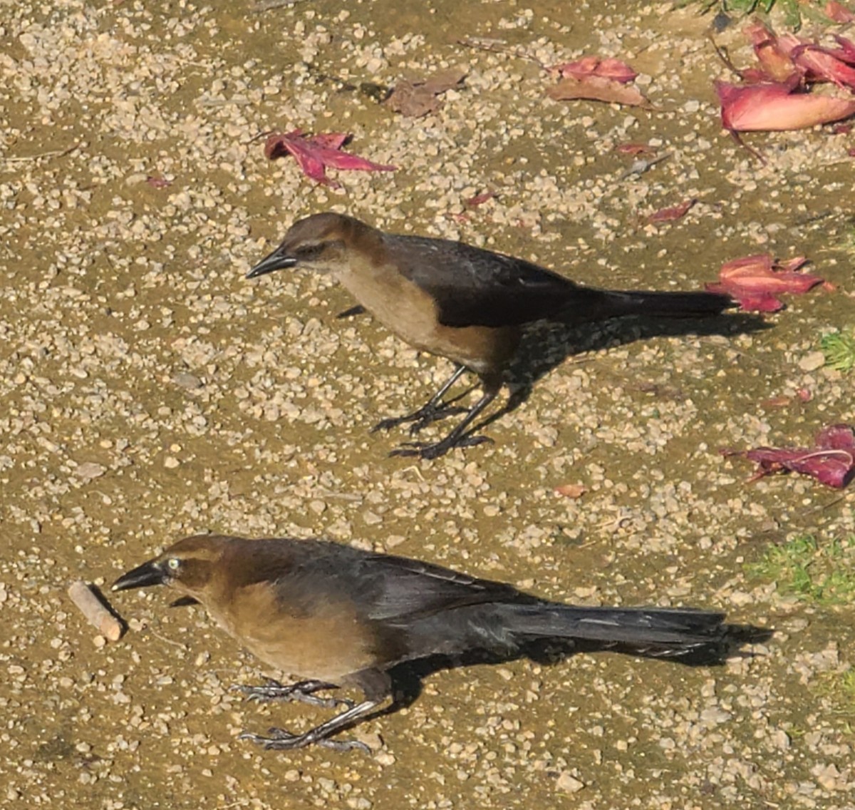 Great-tailed Grackle - ML647012798