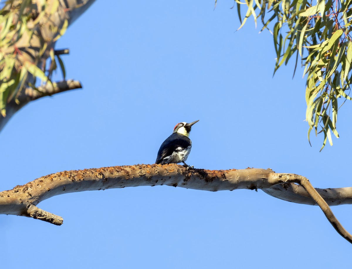 Acorn Woodpecker - ML647012800