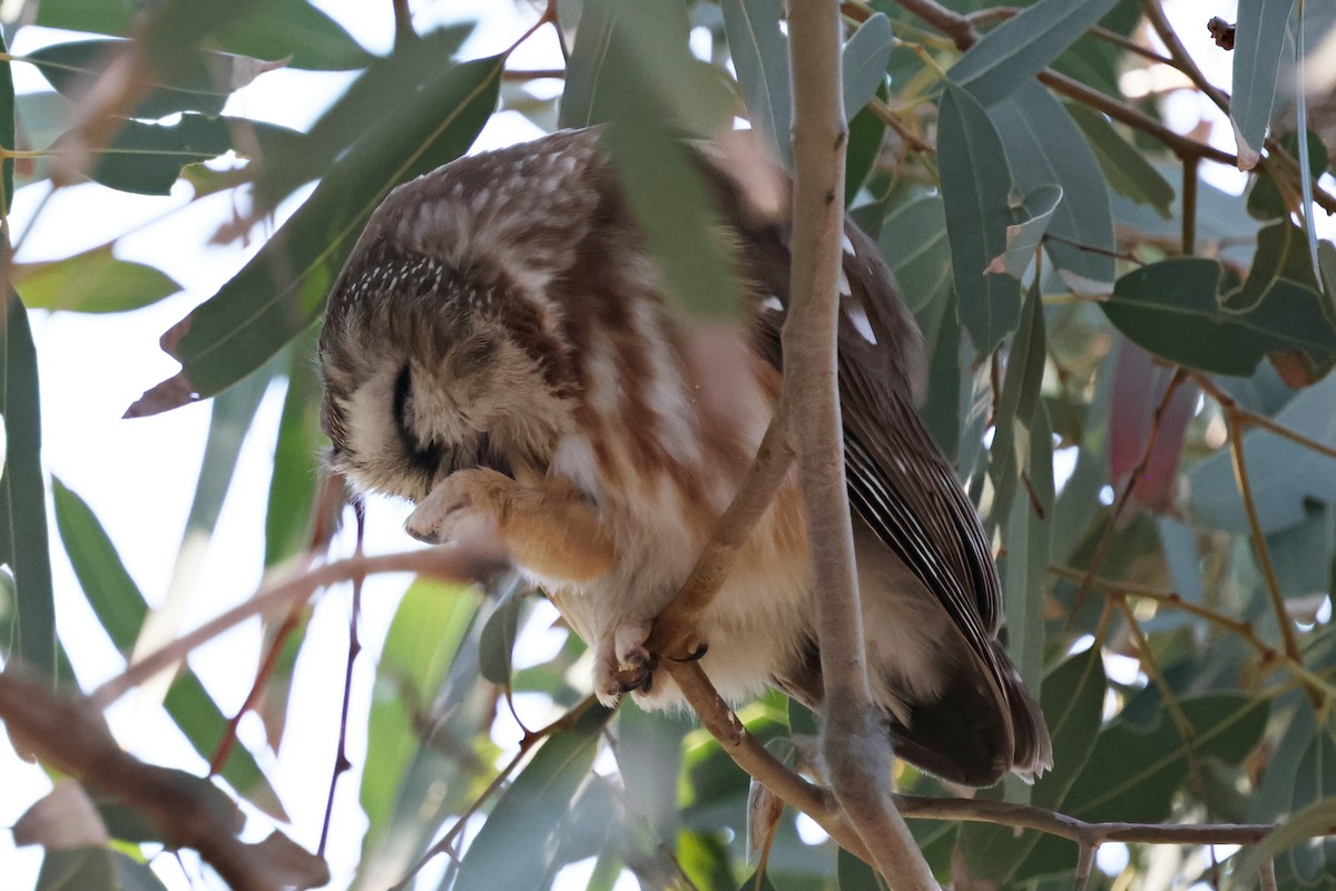 Northern Saw-whet Owl - ML647012802