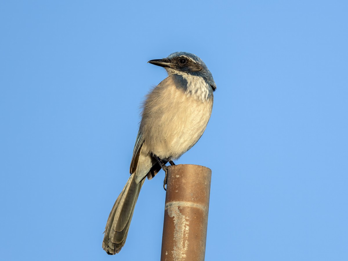 Geai buissonnier - ML647012805