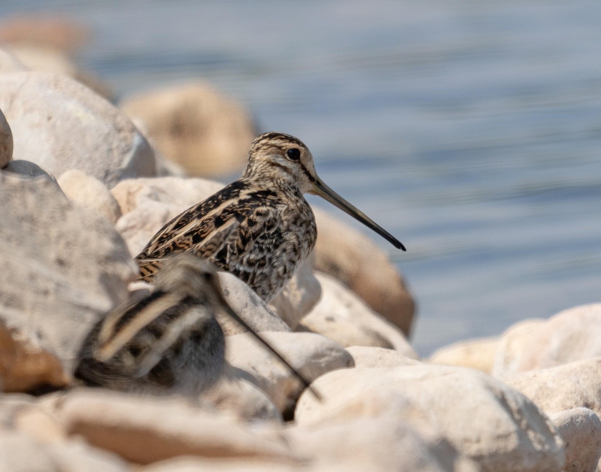 ハリオシギ - ML647012807