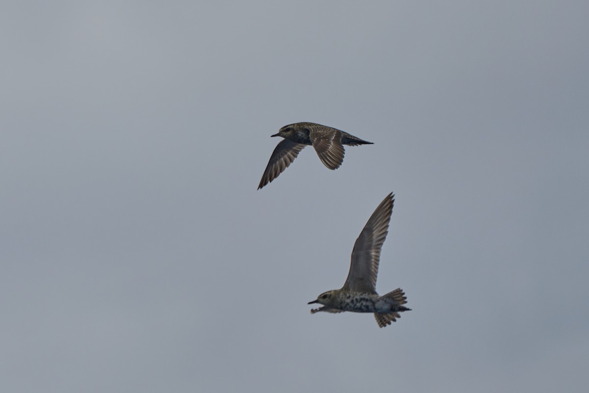 Pacific Golden-Plover - ML647012808