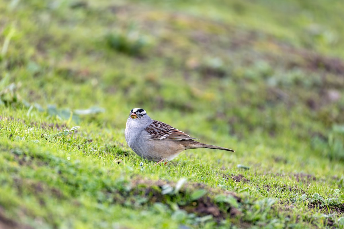 White-crowned Sparrow - ML647012809