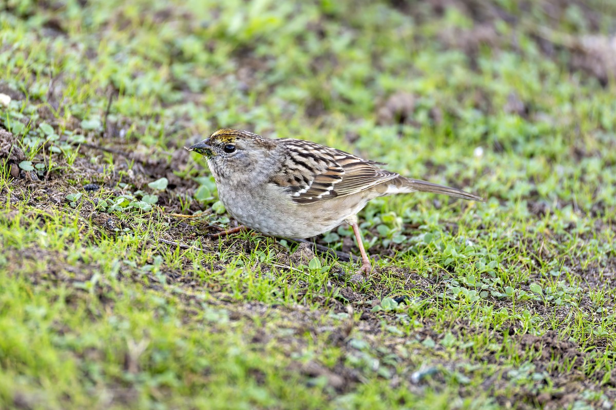 Golden-crowned Sparrow - ML647012810