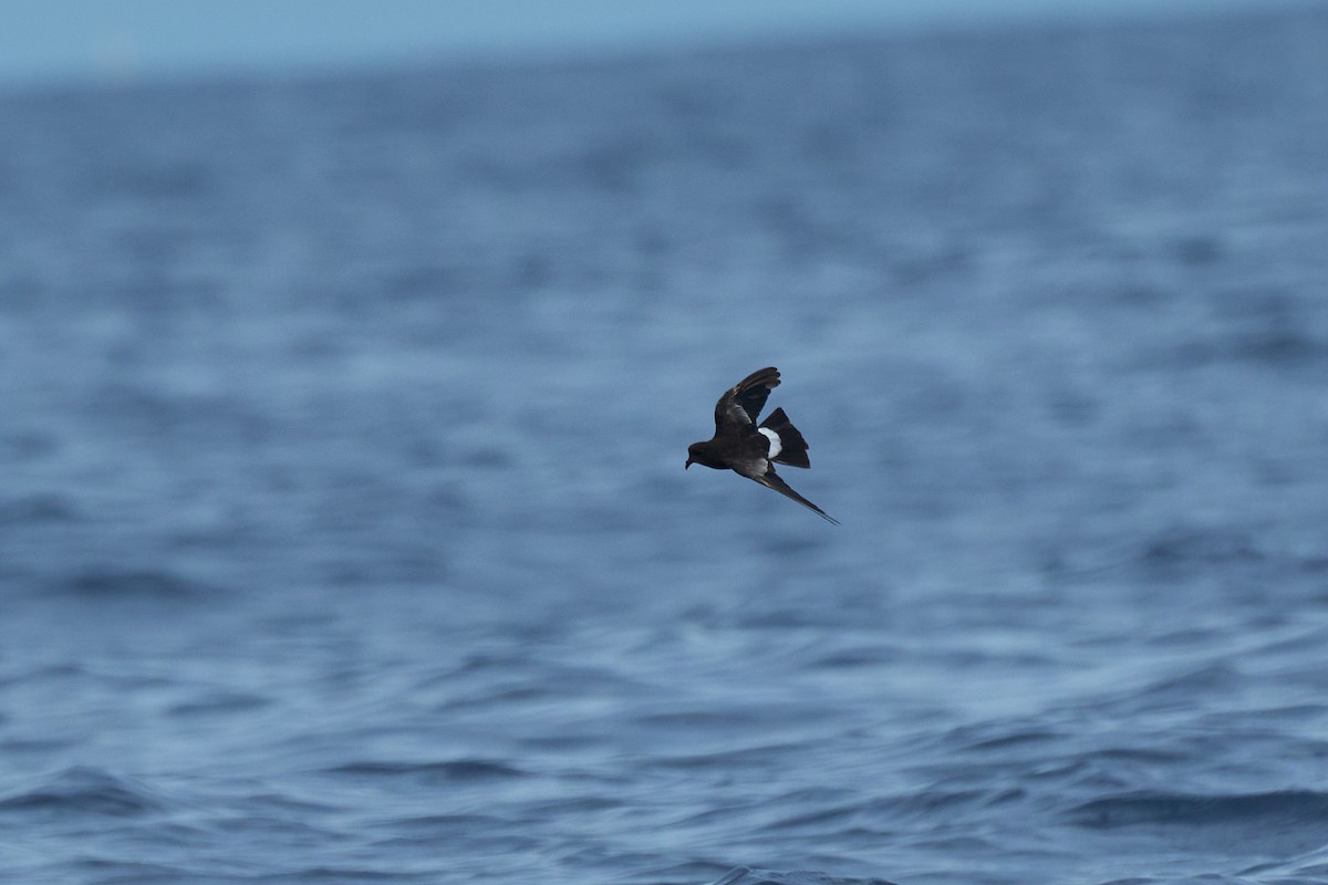 Wilson's Storm-Petrel - ML647012814