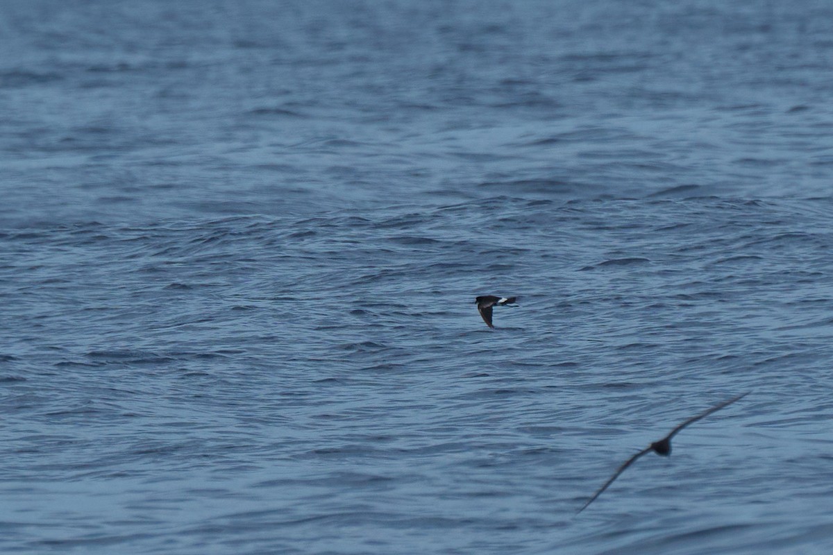 Wilson's Storm-Petrel - ML647012815