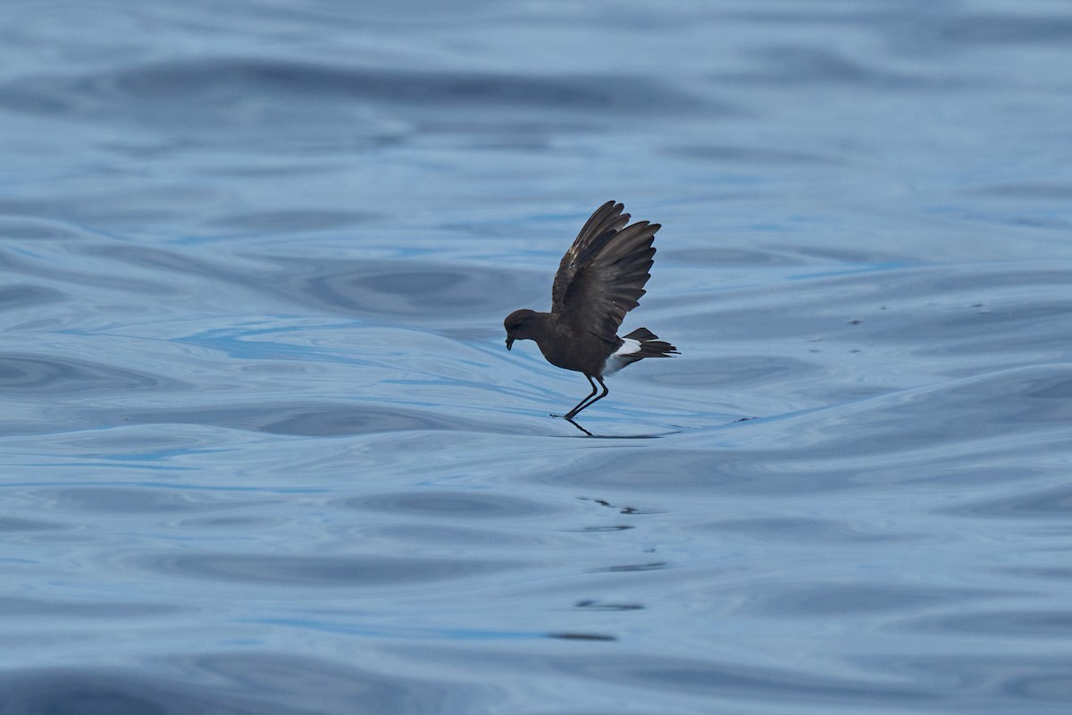 Wilson's Storm-Petrel - ML647012816