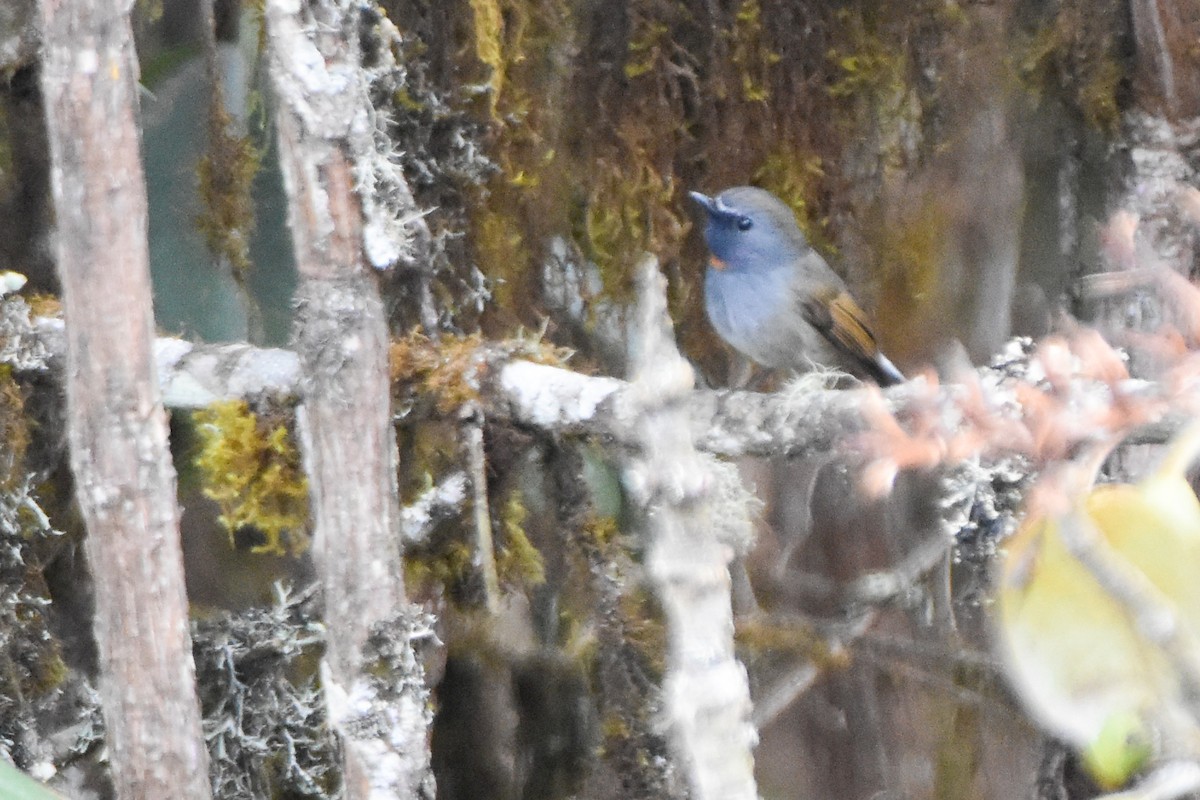 Rufous-gorgeted Flycatcher - ML647012817