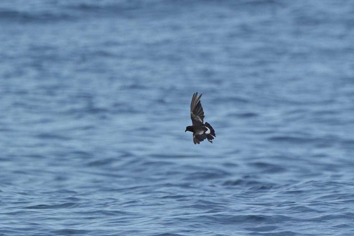 Wilson's Storm-Petrel - ML647012819