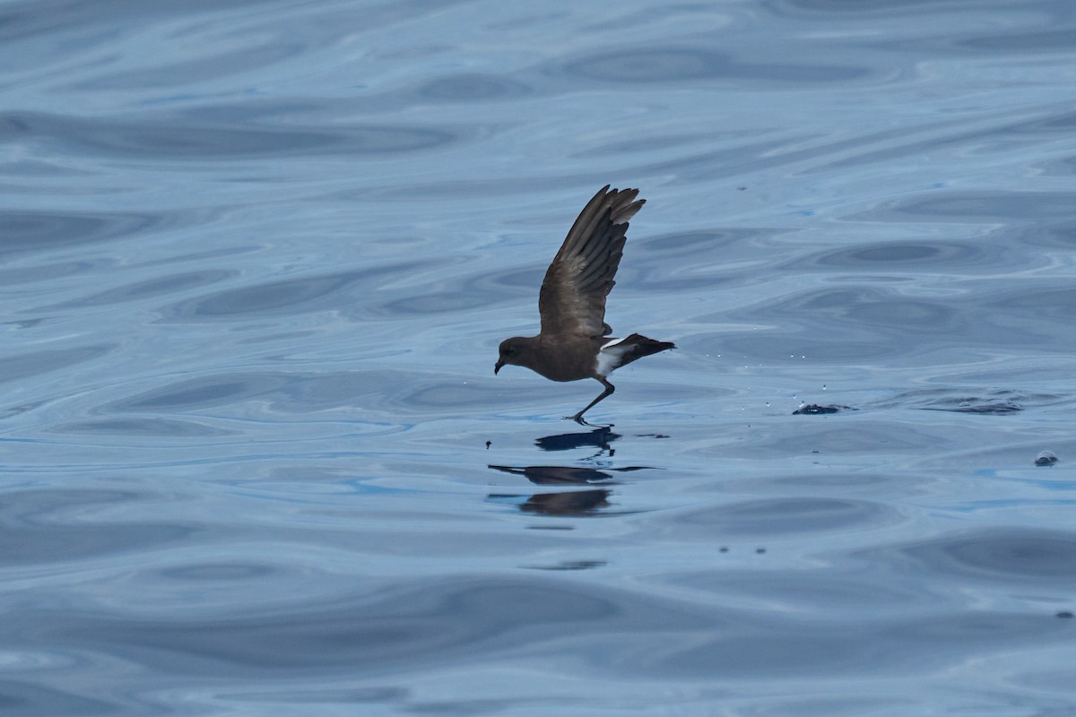 Wilson's Storm-Petrel - ML647012820