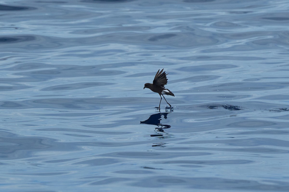Wilson's Storm-Petrel - ML647012821