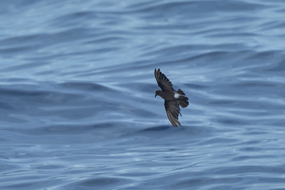 Wilson's Storm-Petrel - ML647012822