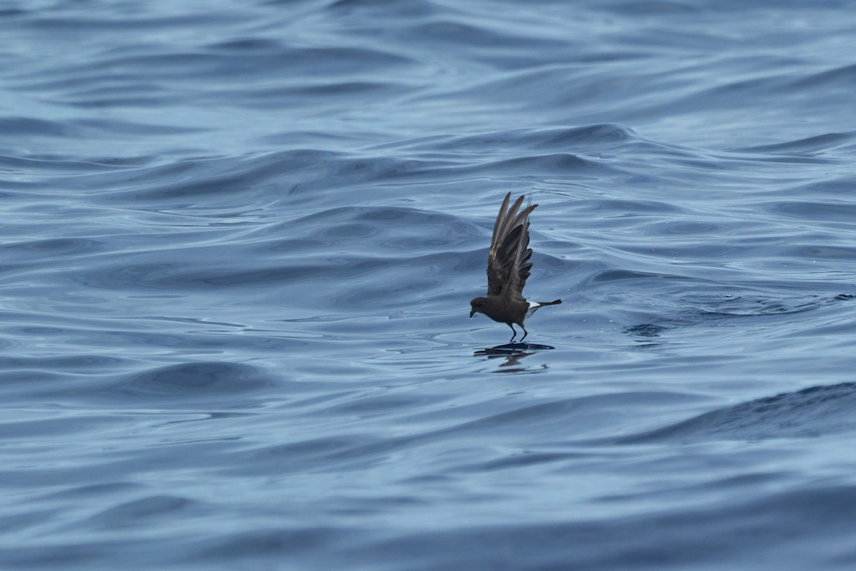 Wilson's Storm-Petrel - ML647012823