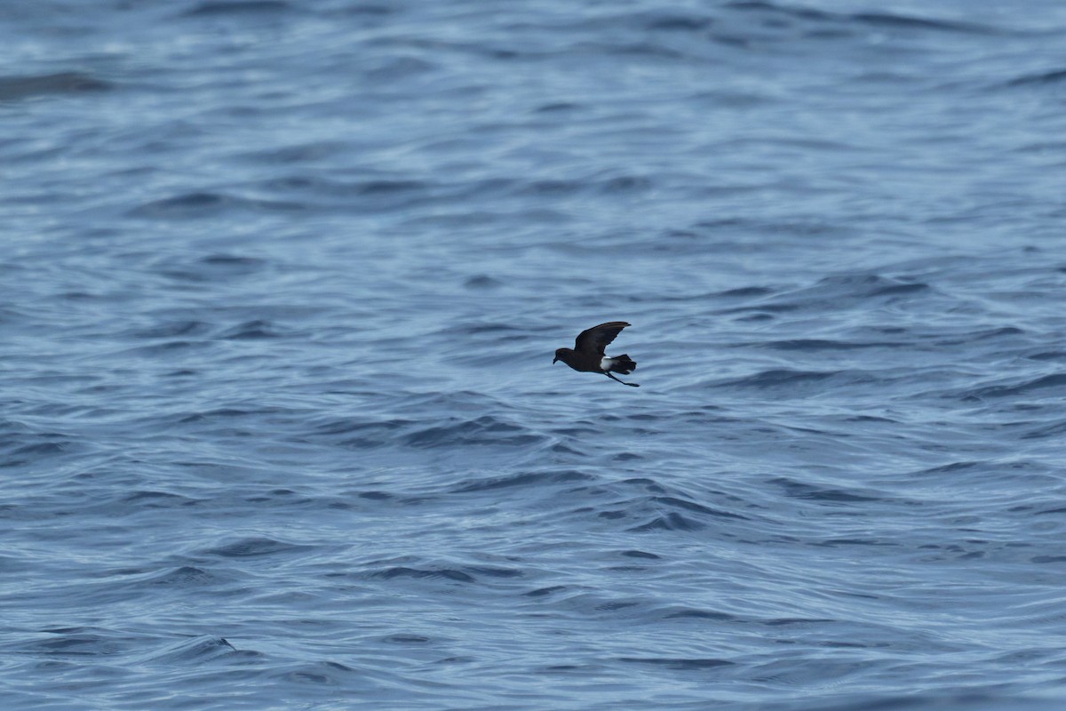 Wilson's Storm-Petrel - ML647012824