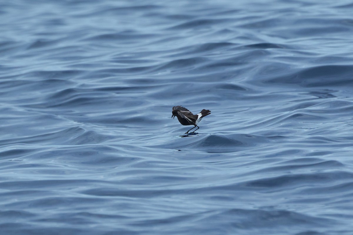 Wilson's Storm-Petrel - ML647012825