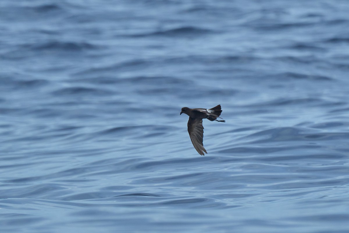 Wilson's Storm-Petrel - ML647012826