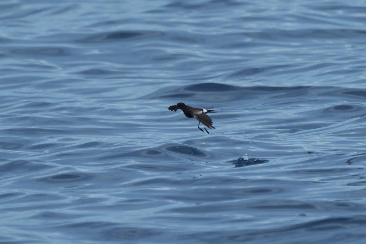 Wilson's Storm-Petrel - ML647012827
