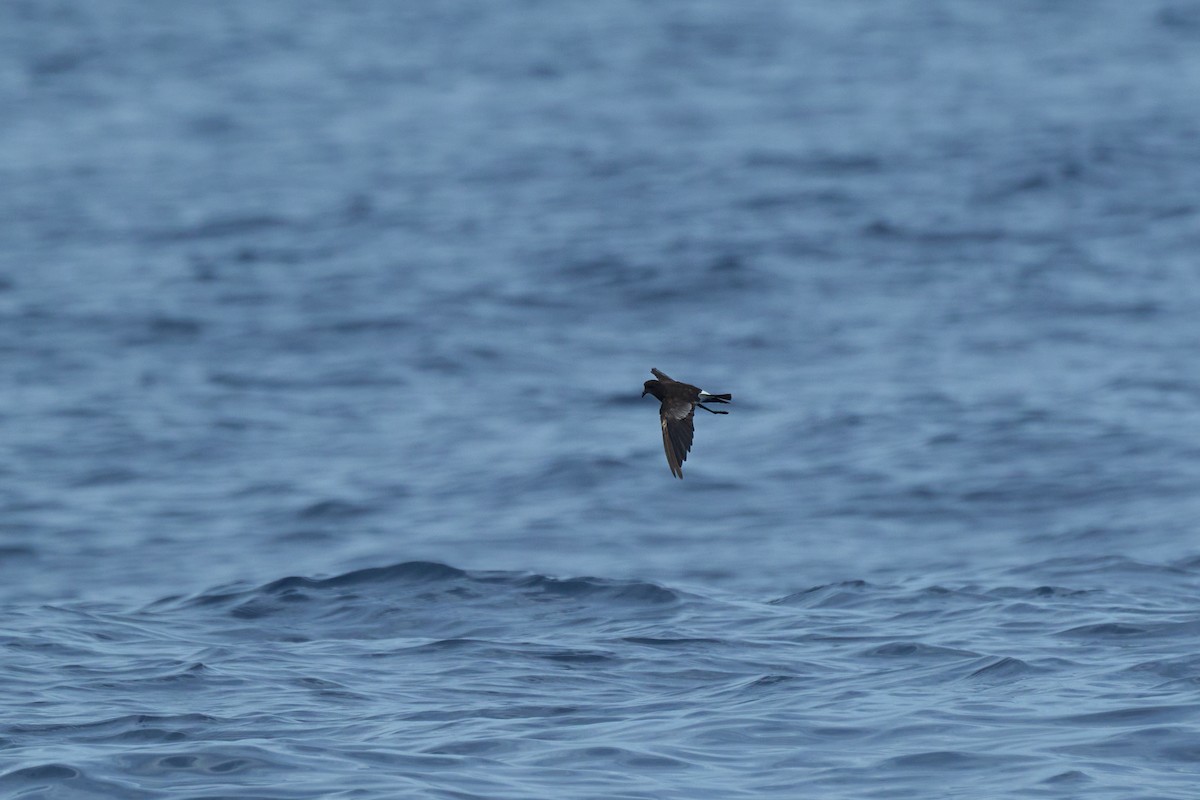 Wilson's Storm-Petrel - ML647012828