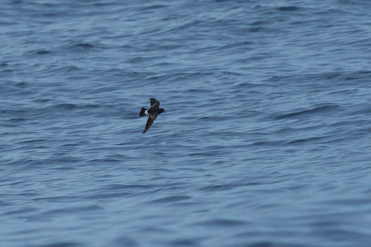 Wilson's Storm-Petrel - ML647012829