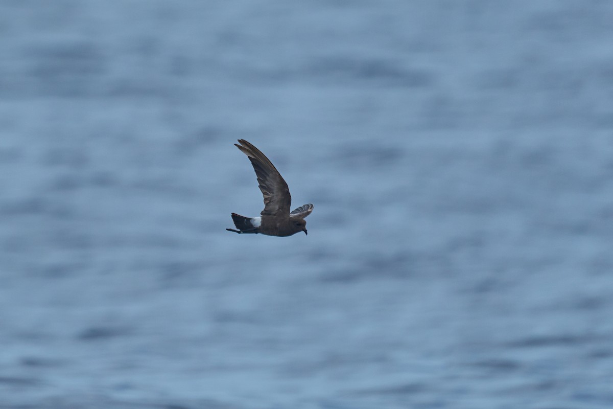 Wilson's Storm-Petrel - ML647012830